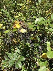 Ligustrum sinense