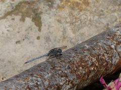 Orthetrum chrysostigma