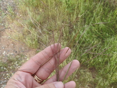 Aristida divaricata