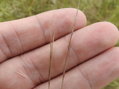 Aristida divaricata