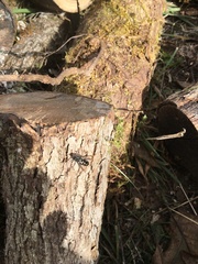 Neoclytus conjunctus