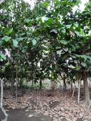 Magnoliopsida
