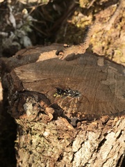 Neoclytus conjunctus
