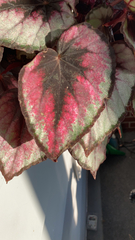 Begonia rex-cultorum