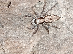 Menemerus