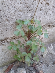 Oxalis medicaginea