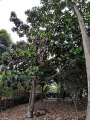 Magnoliopsida