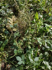 Magnoliopsida