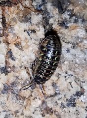 Armadillidium pulchellum