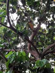 Magnoliopsida