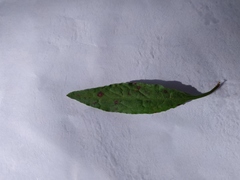 Magnoliopsida