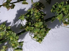 Magnoliopsida