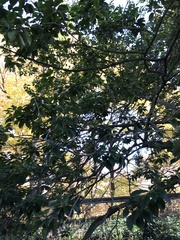 Ilex pedunculosa