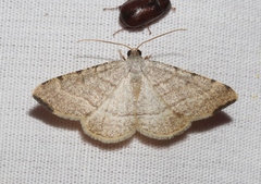 Taeniogramma octolineata