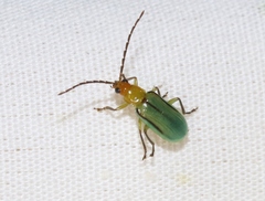 Diabrotica longicornis