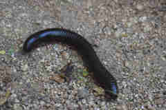 Archispirostreptus syriacus