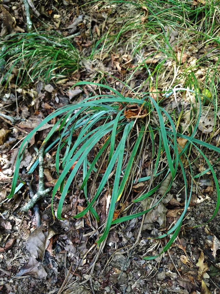 Waterfall's Sedge