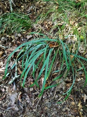 Carex latebracteata