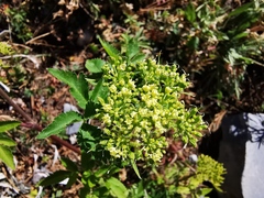 Arracacia schneideri