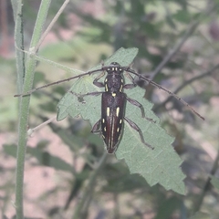 Ambonus distinctus