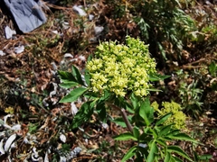 Arracacia schneideri