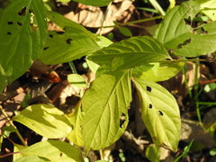 Euonymus obovatus