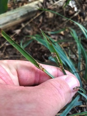 Carex latebracteata