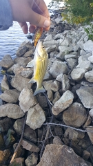 Morone mississippiensis