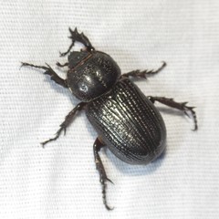 Hemiphileurus illatus