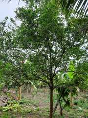 Magnoliopsida
