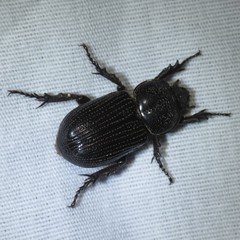 Hemiphileurus illatus