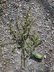 Rumex