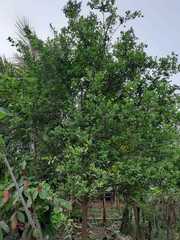 Citrus deliciosa