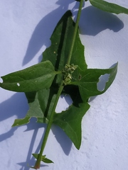 Rumex