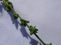 Rumex