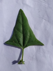 Rumex
