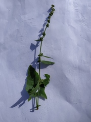 Rumex