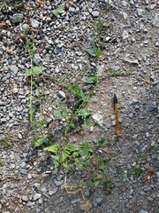 Rumex