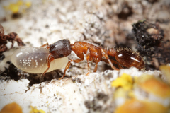 Leptothorax acervorum