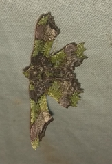 Prionodonta amethystina