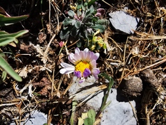 Astranthium beamanii