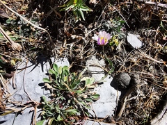 Astranthium beamanii