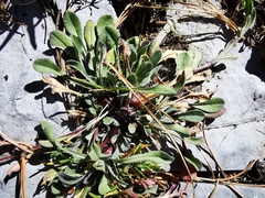 Astranthium beamanii