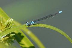 Acanthagrion lancea