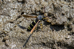 Paranthrene tabaniformis