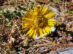 Grindelia turneri