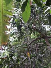 Mangifera