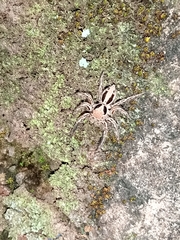 Araneae