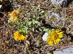Grindelia turneri