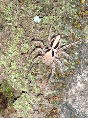 Araneae